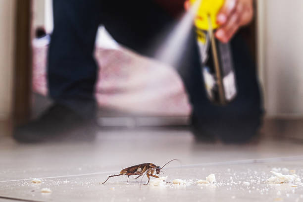 Best Insect Control  in Seminole, FL